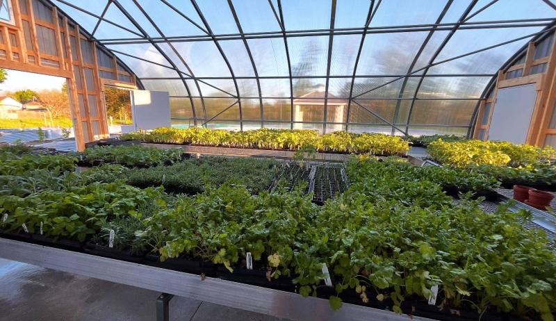Garden beds in a greenhouse