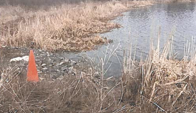 A photo of the vegetation overgrowth that was causing issues at the Township of Chapple's lagoon.