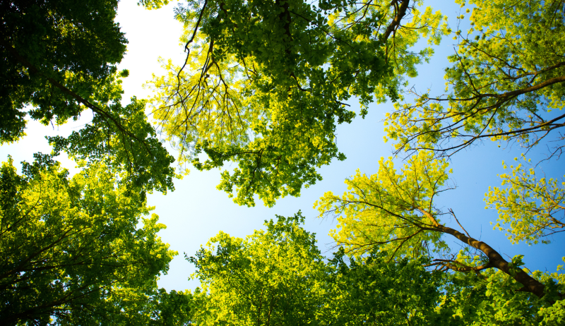 A stock image looking up at foliage. 