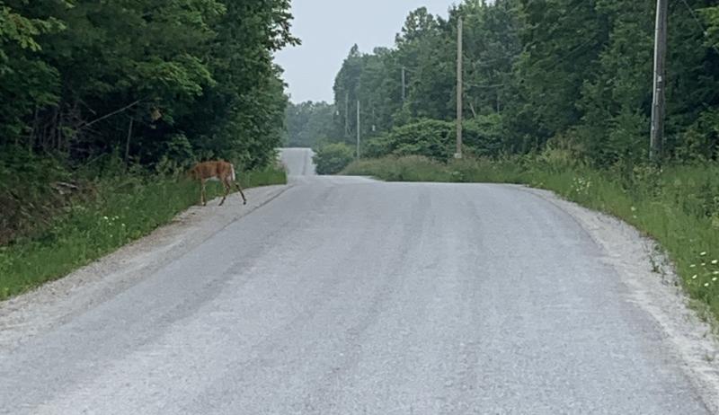 An updated roadway in the Township of Lanark Highlands. 