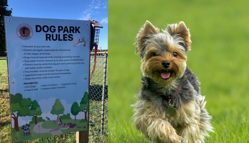 A stock image of a small dog.